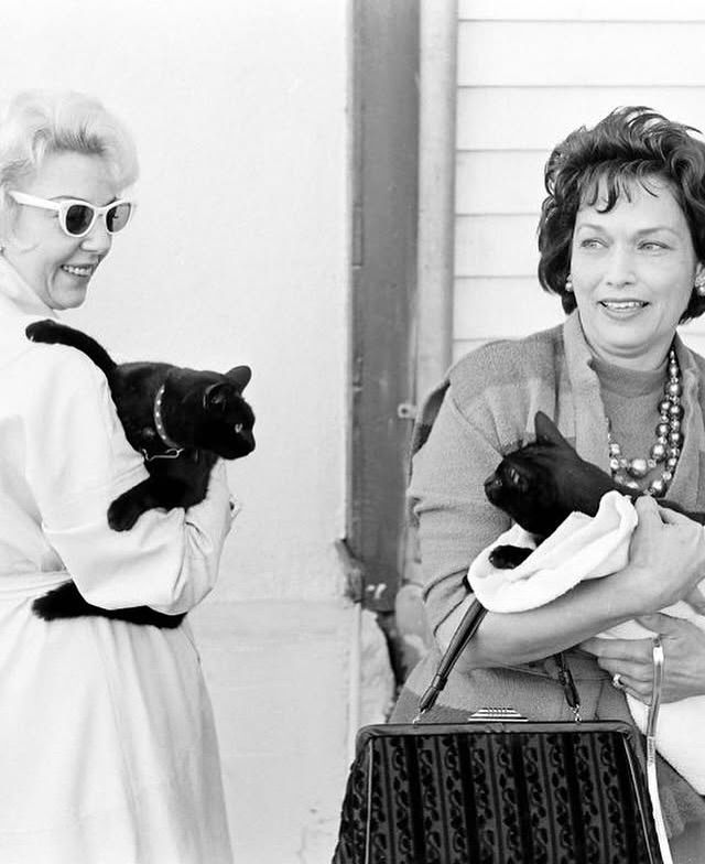 ShouldHaveCat's tweet photo. Black cats waiting to audition for a horror film in 1961 https://t.co/IiAi7qoDeP