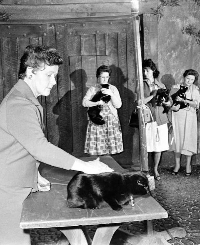 Black cats waiting to audition for a horror film in 1961