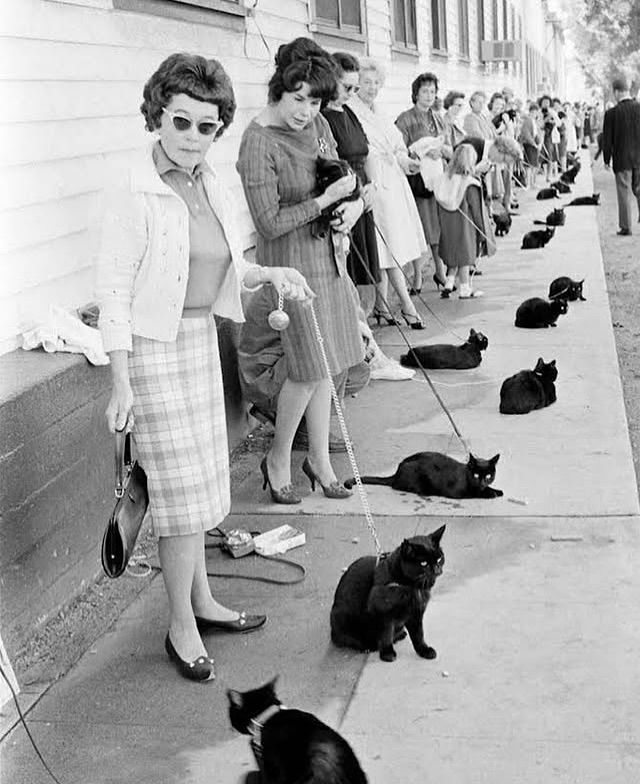 ShouldHaveCat's tweet photo. Black cats waiting to audition for a horror film in 1961 https://t.co/IiAi7qoDeP