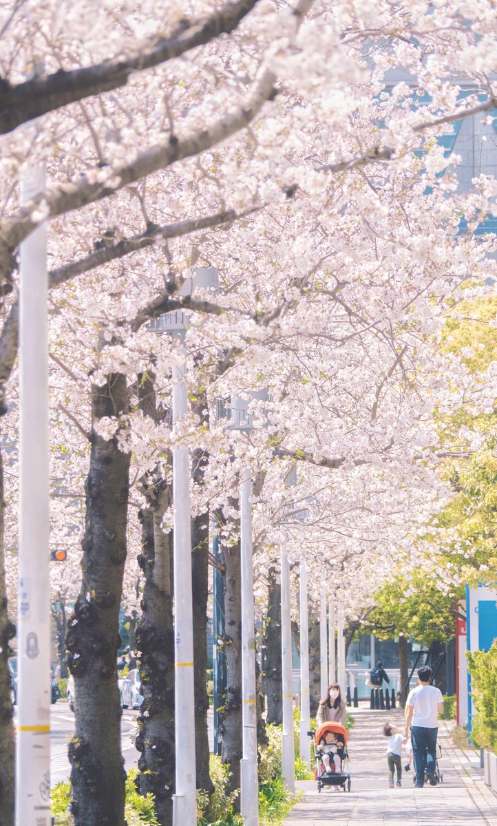 TomoyasuChida's tweet photo. やっぱりボリューミーなんだよなぁ、以前は🌸桜吹雪もすごかったし
#penflens
#olympus
#omsystem
#om_system
#om_systemアンバサダー
#olympuspenf
#OM3
#横浜
#みなとみらい https://t.co/Cd8ZOA8Wie