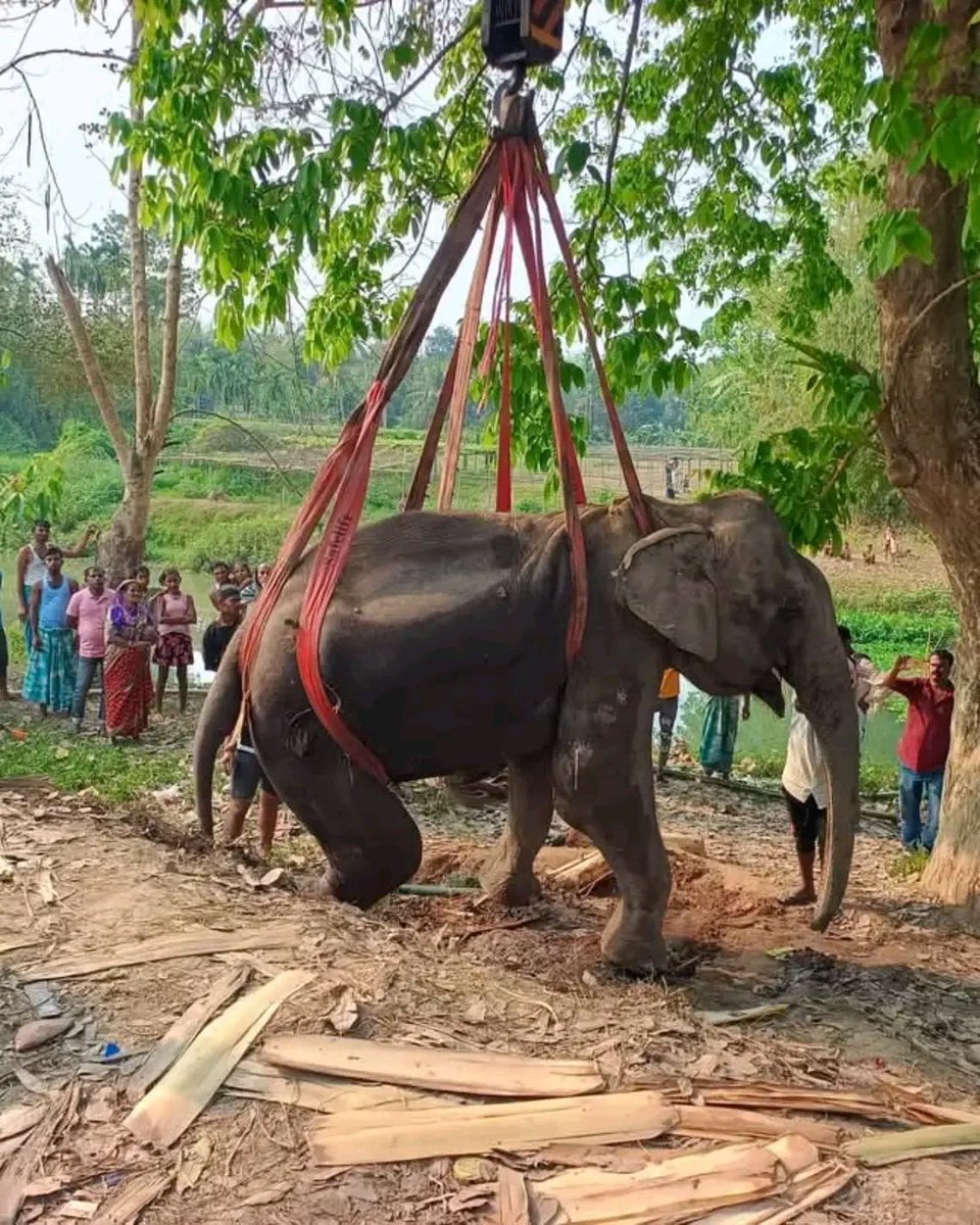 UshaMech's tweet photo. Geeta the elephant in Samaguri, Assam, has been suffering for 40+ days after a vehicle hit her. No vet, no care. She’s in unbearable pain. Recent mishandled shifting made it worse.
Please help. She needs urgent medical attention &amp; justice!
@AmbaniKaVansaj 
#anantambani #vantara https://t.co/juiPoTeHgV