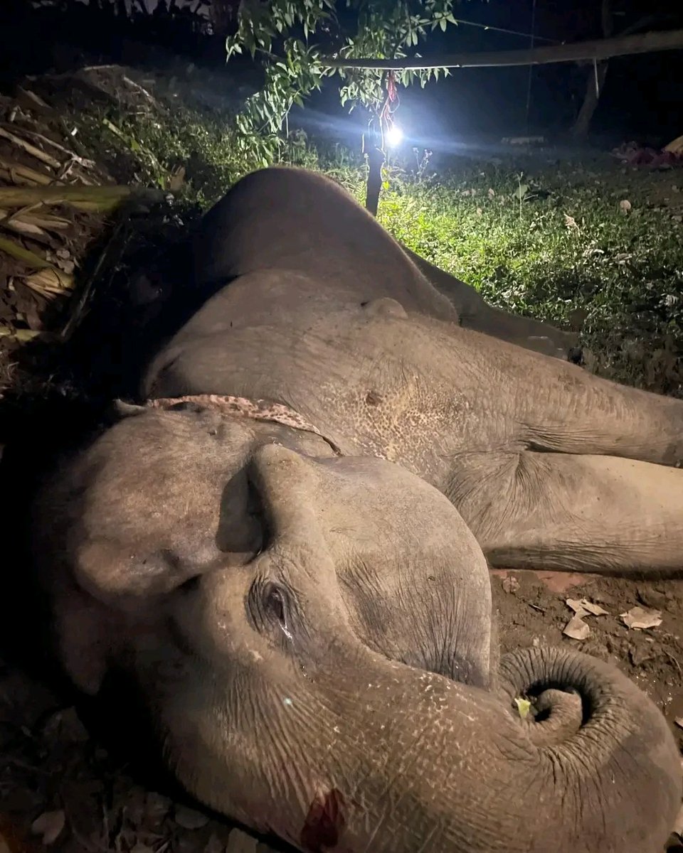 UshaMech's tweet photo. Geeta the elephant in Samaguri, Assam, has been suffering for 40+ days after a vehicle hit her. No vet, no care. She’s in unbearable pain. Recent mishandled shifting made it worse.
Please help. She needs urgent medical attention &amp; justice!
@AmbaniKaVansaj 
#anantambani #vantara https://t.co/juiPoTeHgV