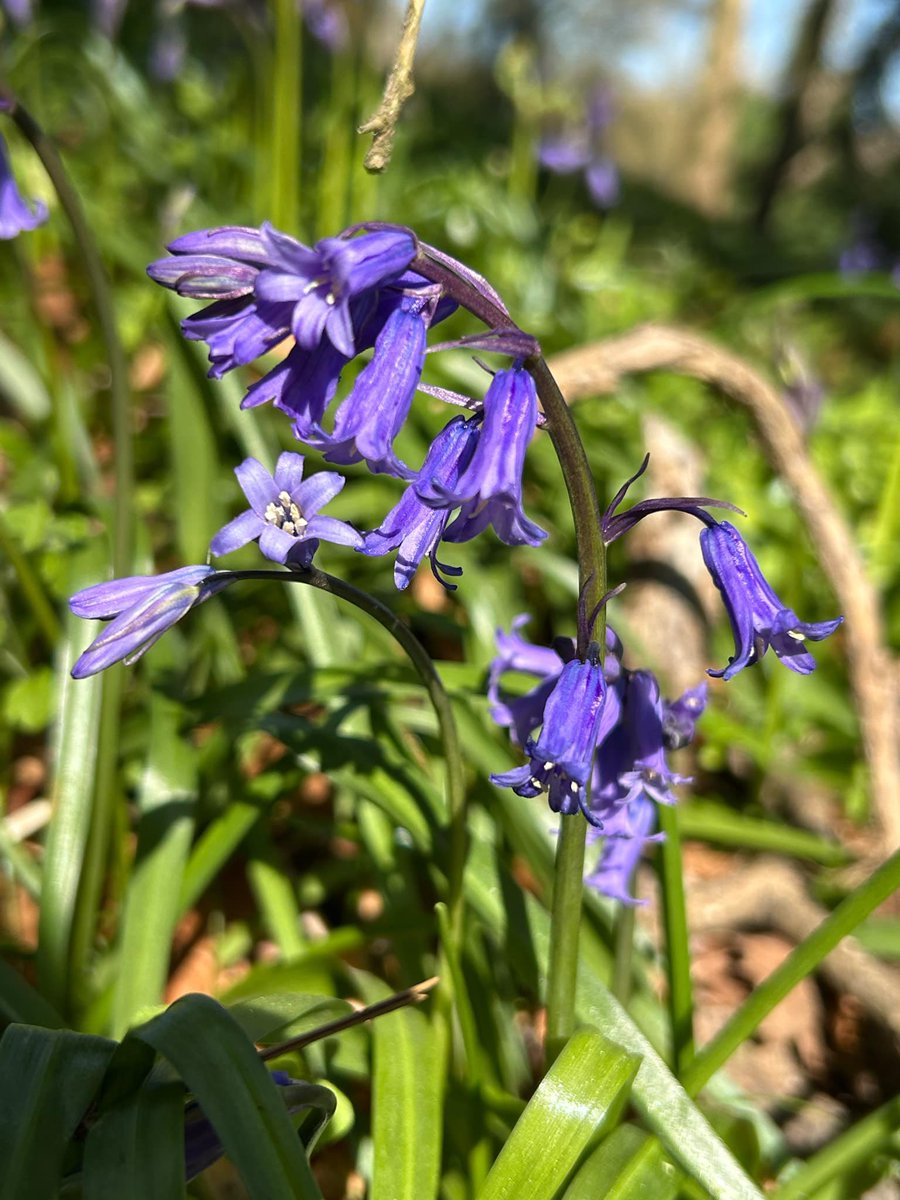 StarlightMewser's tweet photo. Blue skies and rolling hills! 💙☀️
Bluebells just starting to peek through in the forest. 
#springtime #nature #britishweather https://t.co/HkxutzZgAH