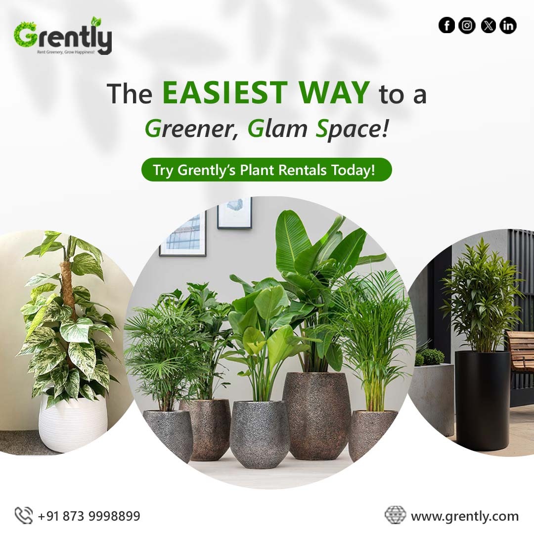 GoGrently's tweet photo. Want to give your space a green makeover without the stress? 💚🌿
Rent your plants from Grently — where elegance meets ease.
✨ Stylish planters
🪴 Healthy, lush greens
💸 Affordable pricing
🚚 Hassle-free delivery &amp; care
#Grently #PlantRental #GreenSpaces #StylishInteriors https://t.co/Ehvba5FCWD