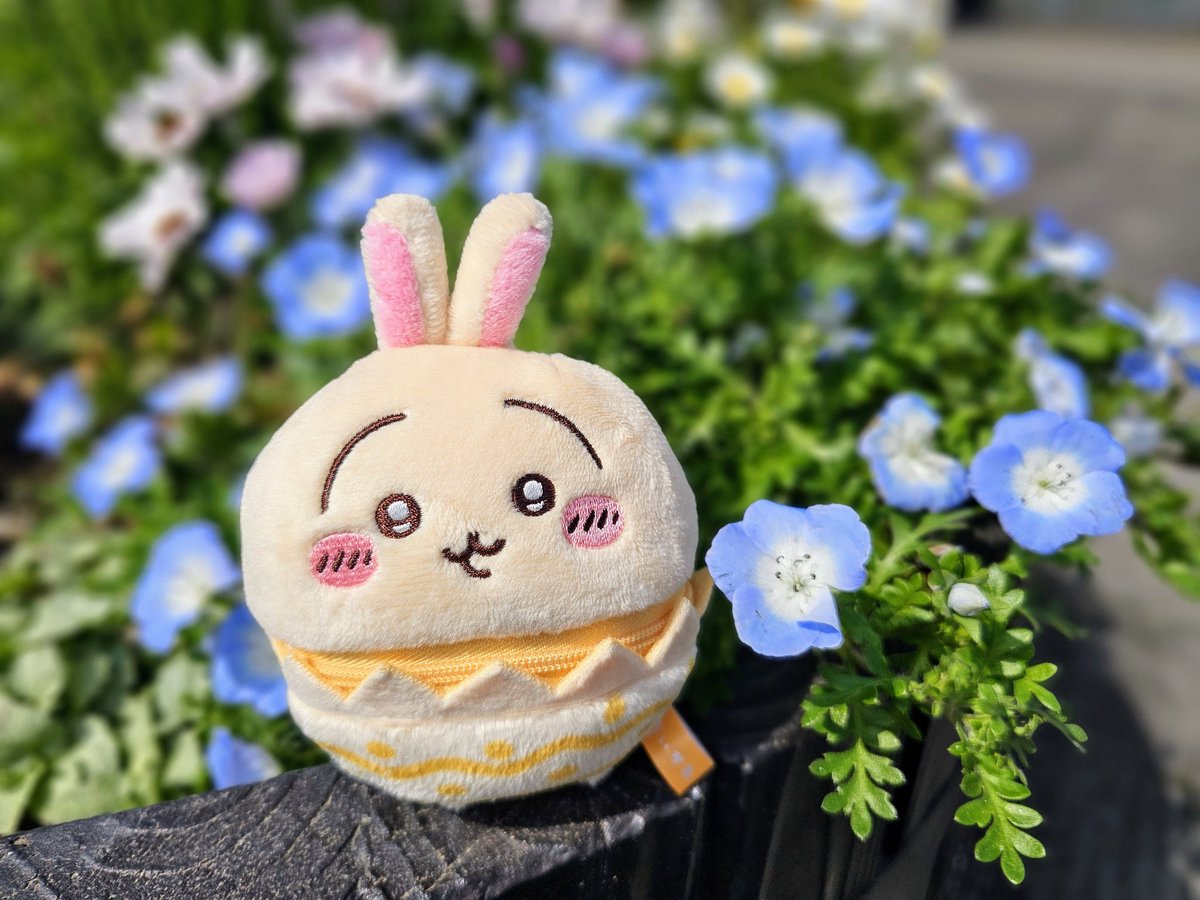 咲いてたんだッ。。。ネモフィラ✨