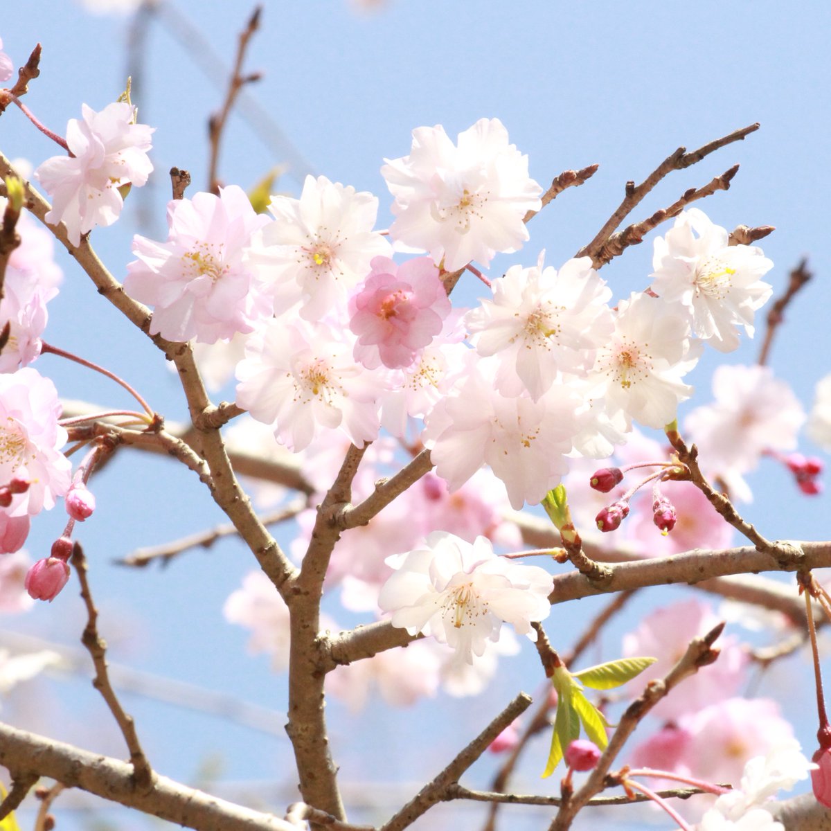 kou_spo's tweet photo. 今年も、桜の花が華やかな風景を見せてくれる日々になってきましたね😄🌸
満開を迎えたソメイヨシノを見に行きますと、近くの枝垂桜も咲き出していまして春の息吹を感じる良い風景だったと思います🤗 https://t.co/EJNVmZAtt5
