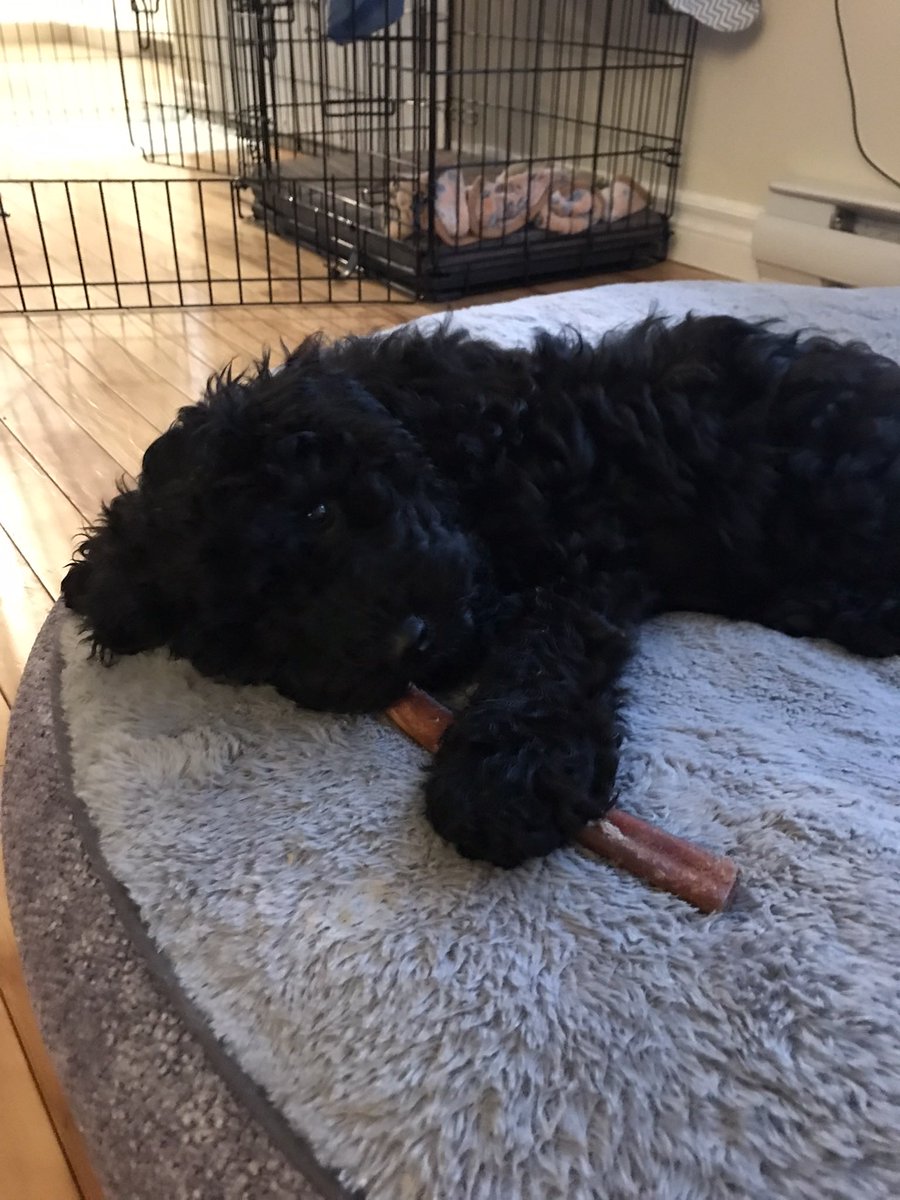 groodle_piper's tweet photo. My blackberry brudder has become attached to the remains of my crunchy chew🤭😋 I say “go for it lil man; I’m done wif it!” Ha!
#tinyteeth
#aussiedoodle
#mybroJackson https://t.co/5BTjy1rItY