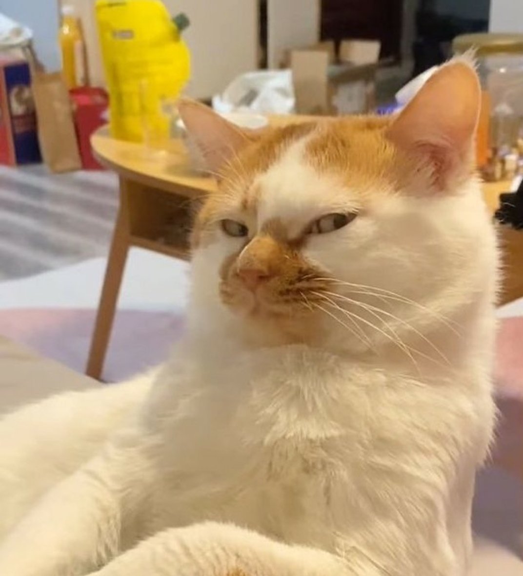 ulat_bulu_bulu's tweet photo. Takde makanan jangan buat bunyi ckckckck. Saya ni baran tau. https://t.co/4l7vKYDNyj