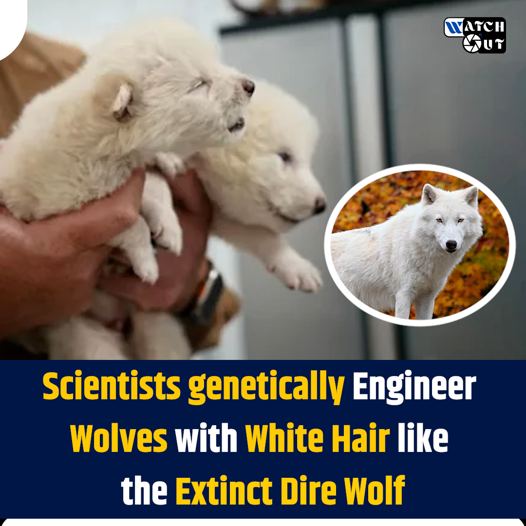 The_Watch_Out's tweet image. Dire wolves, made famous by “Game of Thrones,” went extinct some 13,000 years ago. Now, researchers have bred gray-wolf pups that carry genes of their ancient cousins.

#whitewolves #direwolf #gamesofthrones #WatchOut