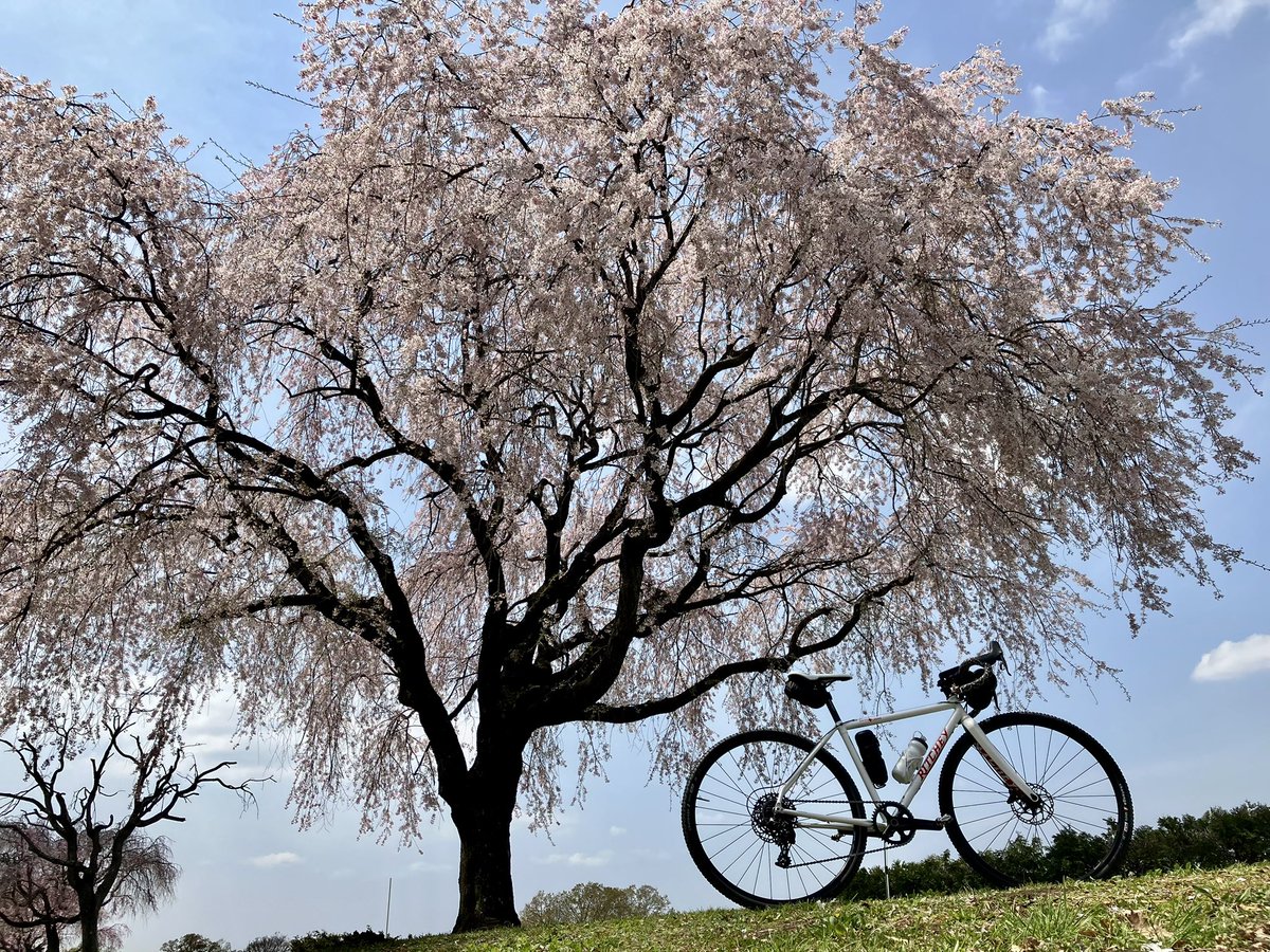 703go_go_'s tweet photo. #RITCHEY SwissCross
新車 #初乗り ❣️
こじらせた風邪で体調イマイチ😷
近所の桜を見るだけにしよう🌸と思ってgo🚴♀️
気持ちの良く走ってたら大好きなお山の近くまで足が伸び🤫
誘惑に負けin⛰️
bikeの特異性に驚きの連続😳‼️
꙳⋆⊂( ⸝⸝⸝°⧿°)⊃こりゃ〜ヤバい相棒💘 https://t.co/UlDH10k5oR
