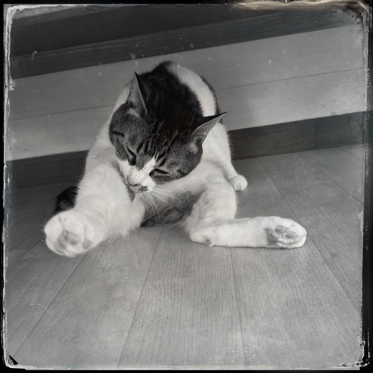 obi_wan_eclipse's tweet image. #Hipstamatic #SørenKG #DTypePlate #猫式 #猫 #cat #ShotoniPhone #ねこ #保護猫 #猫カフェ
