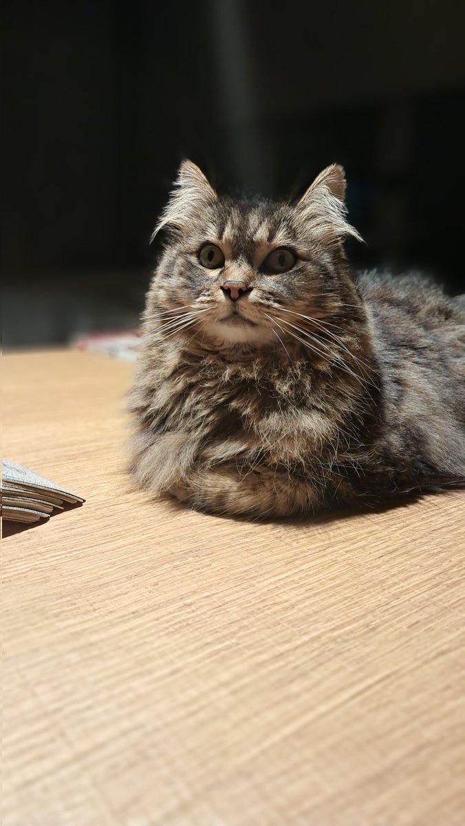 Giorgio Chiarvesio tweet media