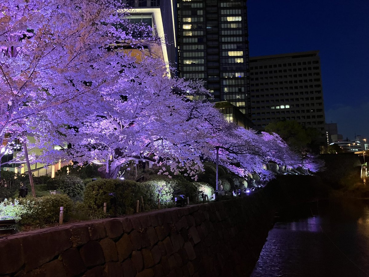 ne_zoo's tweet photo. 🌸🌸🌸 https://t.co/W0cuGWRYJ6