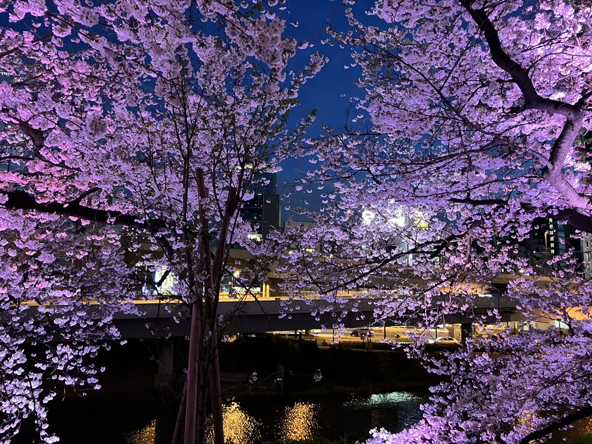 ne_zoo's tweet photo. 🌸🌸🌸 https://t.co/W0cuGWRYJ6