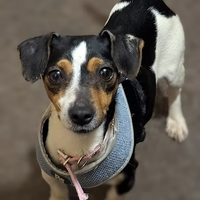 Penny (@penny2449) on Twitter photo #rehomehour
Kizzy 2-3 yr old JRT x Dacci, she loves people and can
live with a calm dog, kids 8+, she's an active girl who
walks well on lead and travels quietly, would suit
someone who likes long walks, more info/adopt her
from <a href="/WWPdogs/">West Wales Poundies Dog Rescue</a> UK #rehomehour
Kizzy 2-3 yr old JRT x Dacci, she loves people and can
live with a calm dog, kids 8+, she's an active girl who
walks well on lead and travels quietly, would suit
someone who likes long walks, more info/adopt her
from <a href="/WWPdogs/">West Wales Poundies Dog Rescue</a> UK