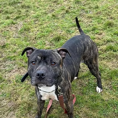 Penny (@penny2449) on Twitter photo #rehomehour
Henley 4 yr old Staffie, he's a happy loving boy who
adores people, he's bouncy so no young kids as he'd
knock them over, will walk with dogs but prefers to be
only pet, loves long walks, travels well, more
info/adopt him from <a href="/WWPdogs/">West Wales Poundies Dog Rescue</a> UK #rehomehour
Henley 4 yr old Staffie, he's a happy loving boy who
adores people, he's bouncy so no young kids as he'd
knock them over, will walk with dogs but prefers to be
only pet, loves long walks, travels well, more
info/adopt him from <a href="/WWPdogs/">West Wales Poundies Dog Rescue</a> UK