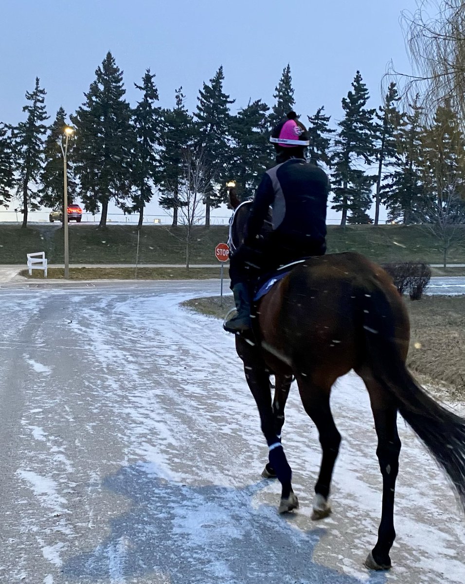 ~This weather is getting ridiculous now!! -17C ~🏇🇨🇦 💙🤍 #TMGRacing #Thoroughbreds #HorseRacing #OntarioRacing #GiantGizmo #CanadianSpring