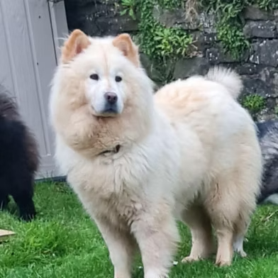 Penny (@penny2449) on Twitter photo #rehomehour
Cassie is a large Chowsky, she's a timid girl who
MUST live with at least one other dog to build her
confidence, no kids, not met cats, strong on lead and
will need reg grooming, needs patient owner to let her
settle, more info/adopt her from <a href="/WWPdogs/">West Wales Poundies Dog Rescue</a> UK #rehomehour
Cassie is a large Chowsky, she's a timid girl who
MUST live with at least one other dog to build her
confidence, no kids, not met cats, strong on lead and
will need reg grooming, needs patient owner to let her
settle, more info/adopt her from <a href="/WWPdogs/">West Wales Poundies Dog Rescue</a> UK