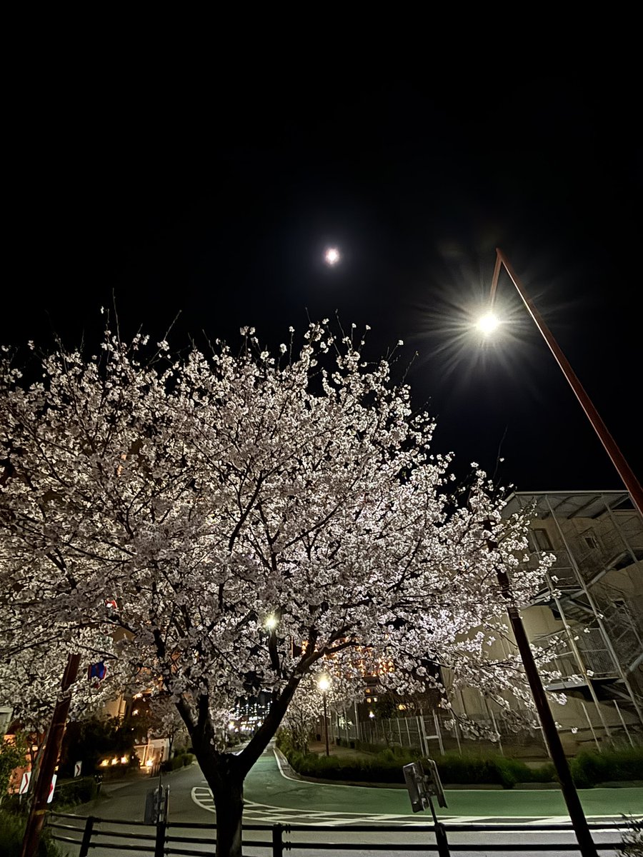 hiko_3's tweet photo. 夜桜がきれい https://t.co/Kl9D4eWaA8