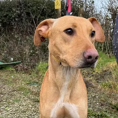Penny (@penny2449) on Twitter photo #rehomehour
Elmo 2 yr old Lurcher, he's friendly with everyone and
can live with kids 6 +, he is good with dogs but can get
excited, he's a sweet loving dog, more info/adopt him
from <a href="/WWPdogs/">West Wales Poundies Dog Rescue</a> UK #rehomehour
Elmo 2 yr old Lurcher, he's friendly with everyone and
can live with kids 6 +, he is good with dogs but can get
excited, he's a sweet loving dog, more info/adopt him
from <a href="/WWPdogs/">West Wales Poundies Dog Rescue</a> UK