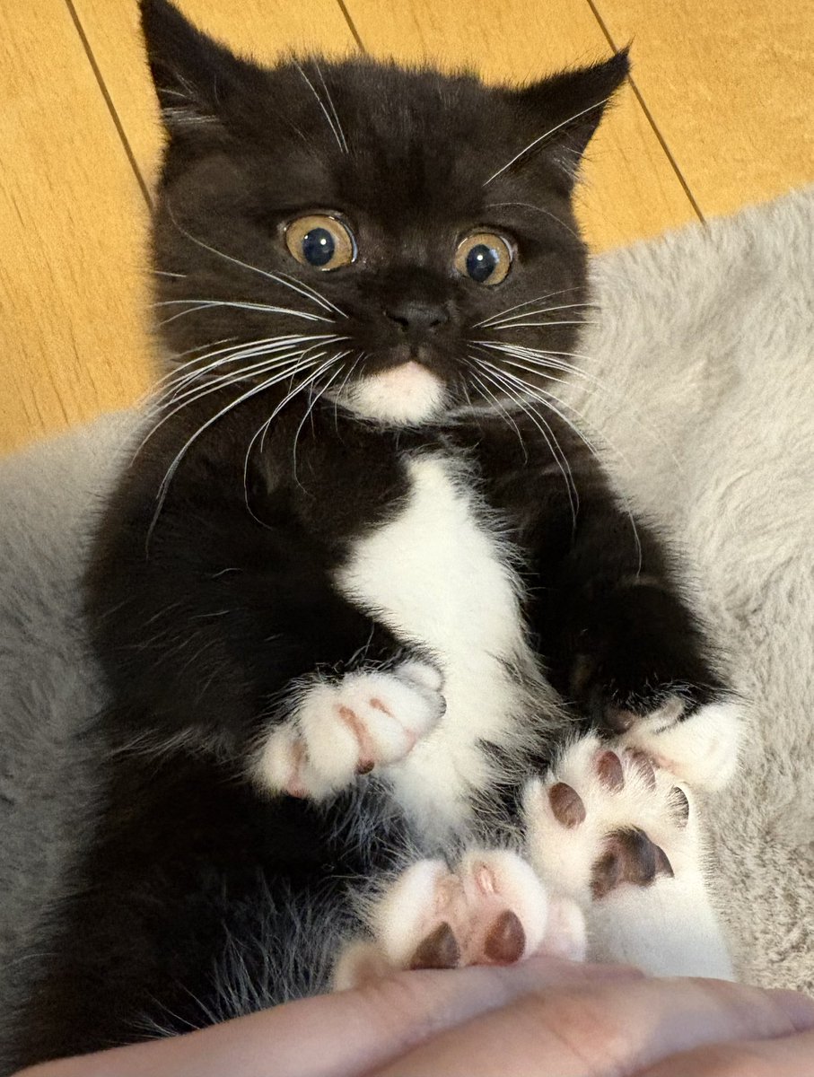 tavi_sapien_s's tweet photo. 戯画的な顔してるときもある https://t.co/PlszoM7cT3