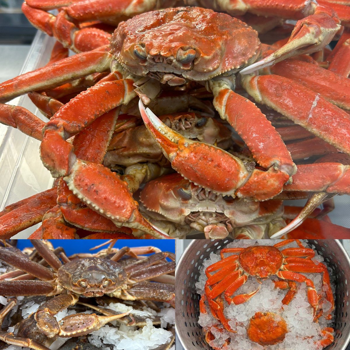 Our first catch of Fresh PEI Snow Crab has arrived! Whole Live $8.99 lb and Whole Cooked $9.99 lb #pei #peisnowcrab #buypei