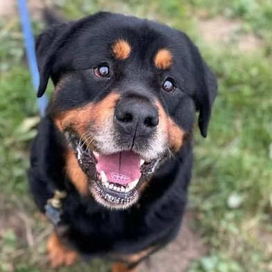 Penny (@penny2449) on Twitter photo #rehomehour
Lincoln 6 yr old Rottie, he's the friendliest goofiest boy
who loves everyone, can live with a female dog but no
males, walks well on lead, loves food, all food, more
info/adopt him from <a href="/WWPdogs/">West Wales Poundies Dog Rescue</a> UK #rehomehour
Lincoln 6 yr old Rottie, he's the friendliest goofiest boy
who loves everyone, can live with a female dog but no
males, walks well on lead, loves food, all food, more
info/adopt him from <a href="/WWPdogs/">West Wales Poundies Dog Rescue</a> UK