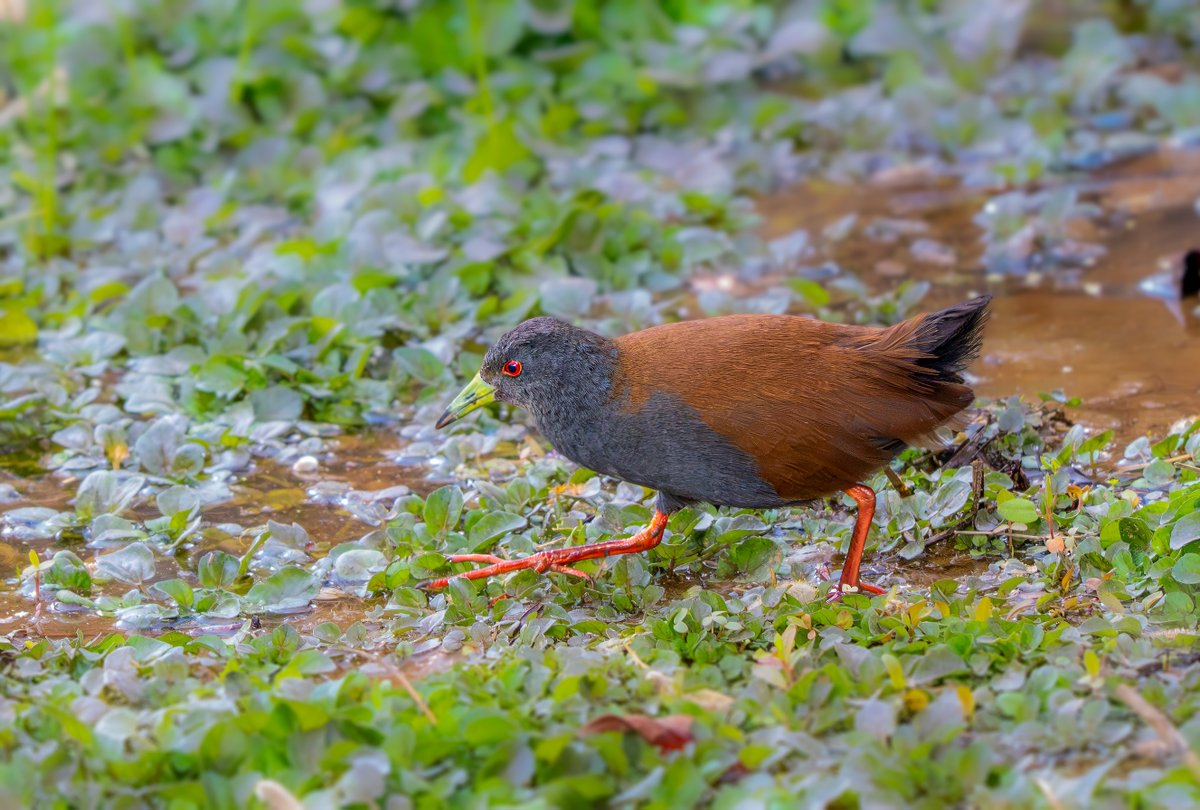 devasar's tweet image. Along a busy highway near Paro airport, Bhutan—cars rushing by, rain just starting—and out walked this Black-tailed Crake, calm and stunning. My last sighting in Sikkim was a blink-and-miss moment. This one? Pure magic.
#nikimages #enchantedindia #birdsofbhutan