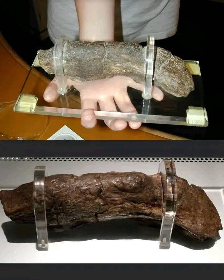 EnsedeCiencia's tweet photo. 🔴 Este es el excremento humano más grande del mundo.

Fue descubierto por arqueólogos que excavaron el asentamiento vikingo de Jórvík, al noreste de Inglaterra. Este ejemplar mide 20 centímetros de largo por 5 centímetros de ancho y se estima que tiene una antigüedad de 1200 años.

Un récord bastante peculiar 😱