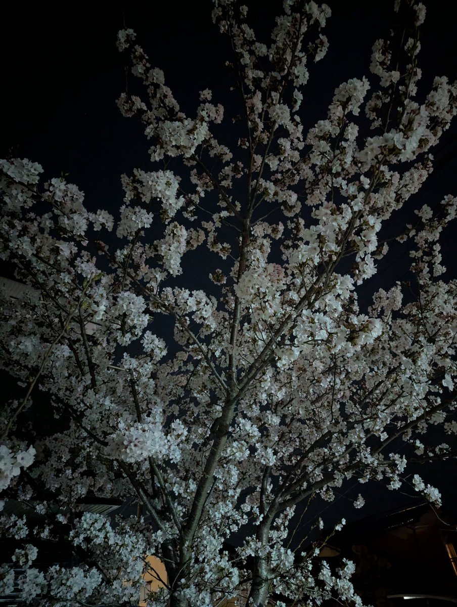 けん玉　夜桜　球のみ 片翼のミケランジェロ』アクリル“X”フィギュア BC2: 装飾品