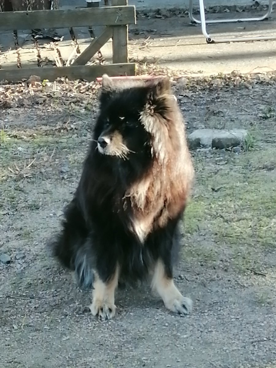 Tänään oli aika luopua rakkaasta Nallesta. Suru on kova 💔
#lapinkoira