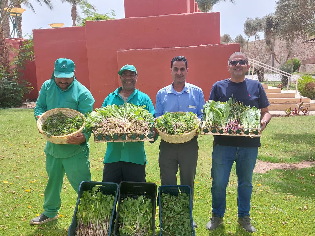 Sheraton_Sharm's tweet photo. Fresh Local Ingredients From Our Garden😊
In response to the growing demand for sustainable living practices and access to fresh, and organic products, Sheraton Sharm Hotel launched a small organic garden that provides the freshest herbs, and vegetables,for our culinary creations https://t.co/TRYcBPv9PY