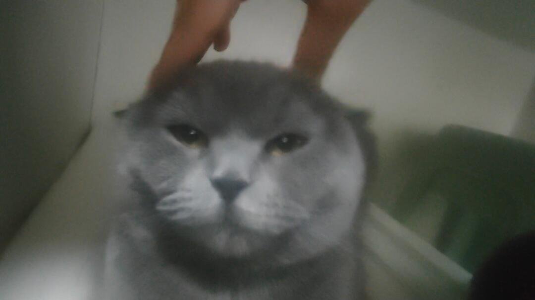ivcbAX0IXb13623's tweet photo. 小猫小猫小猫小猫小猫 https://t.co/niqW97J6aW