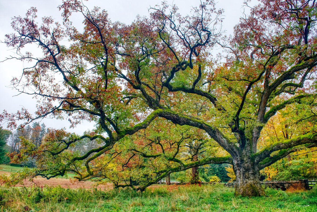 Happy #ThickTrunkTuesday
#photography #photographyisart #photographylovers #scenic #tree #TheBedfordOak #NatureBeauty