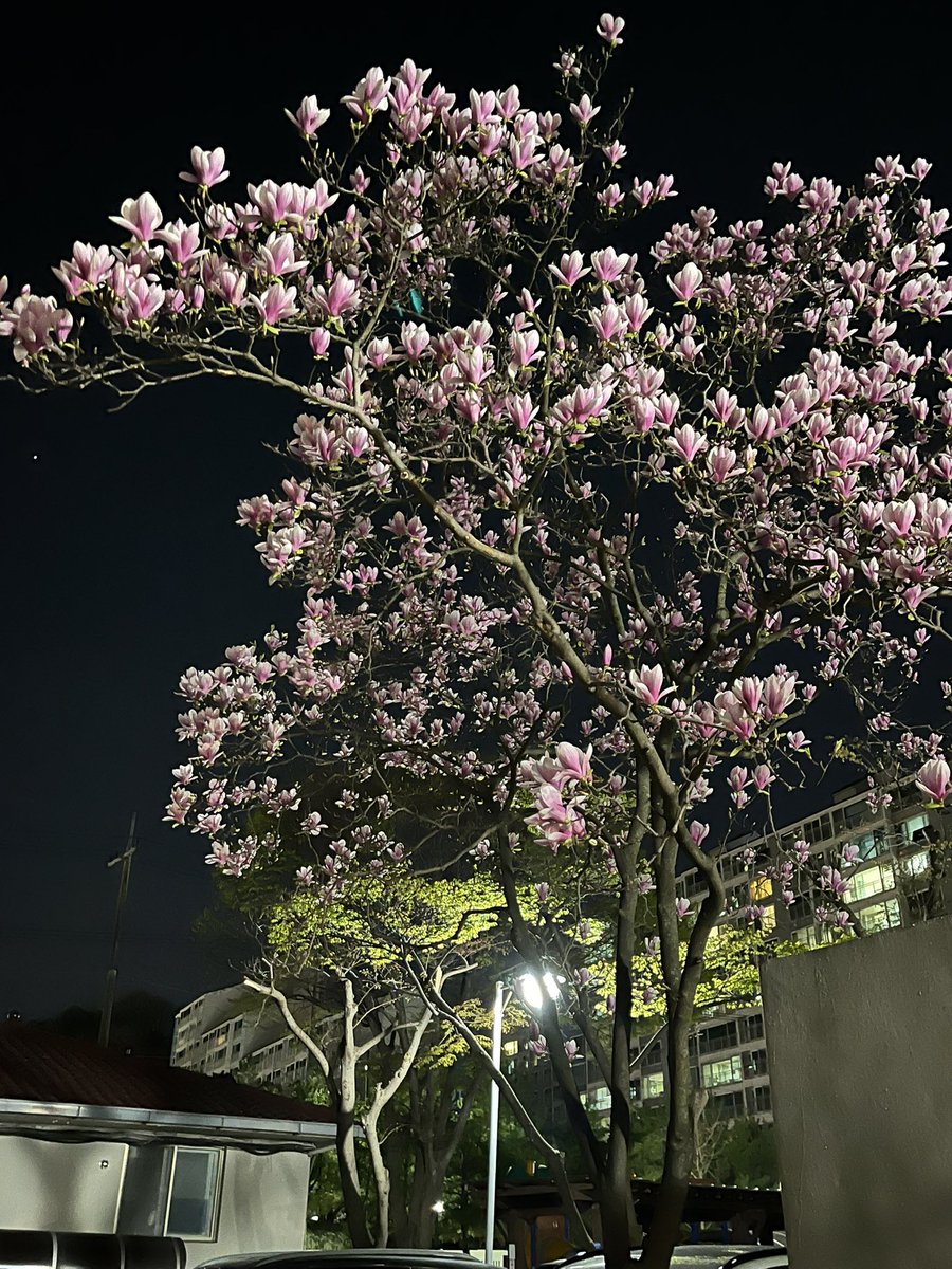 밤바람에 자목련 향기. 어지럽게 황홀하네.
