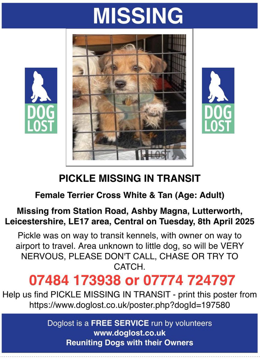 rosiedoc666's tweet photo. PICKLE - MISSING IN #TRANSIT
#ASHBYMAGNA, #LUTTERWORTH #LE17
This little one escaped from transport on way to transit Kennels. Will be NERVOUS & SCARED - DOESN’T KNOW AREA
PLEASE DO NOT CALL, CHASE OR TRY TO CATCH
https://t.co/hztYmrdVzj
@AshbyMagnaPC @LuttPress @PcsharonPage https://t.co/kxngQ2m3ps