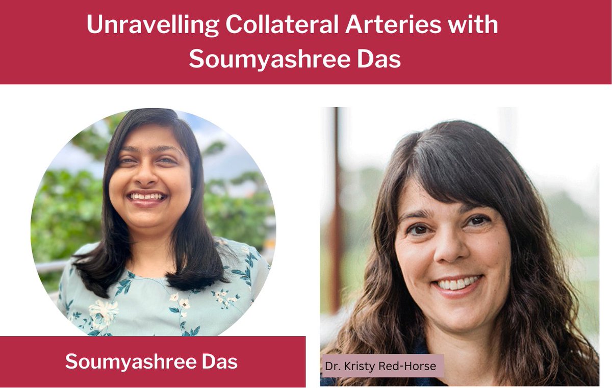 DBT/WT India Alliance (@india_alliance) on Twitter photo Continuing our celebration of the International Day of Women and Girls in Science, we return with a spotlight on <a href="/Soumya3693/">Soumyashree Das</a>, whose work explores collateral arteries.
Read this article, where she talks about her research and her mentor, <a href="/kristyredhorse/">Kristy Red Horse</a>: tinyurl.com/4bjhf4sk Continuing our celebration of the International Day of Women and Girls in Science, we return with a spotlight on <a href="/Soumya3693/">Soumyashree Das</a>, whose work explores collateral arteries.
Read this article, where she talks about her research and her mentor, <a href="/kristyredhorse/">Kristy Red Horse</a>: tinyurl.com/4bjhf4sk