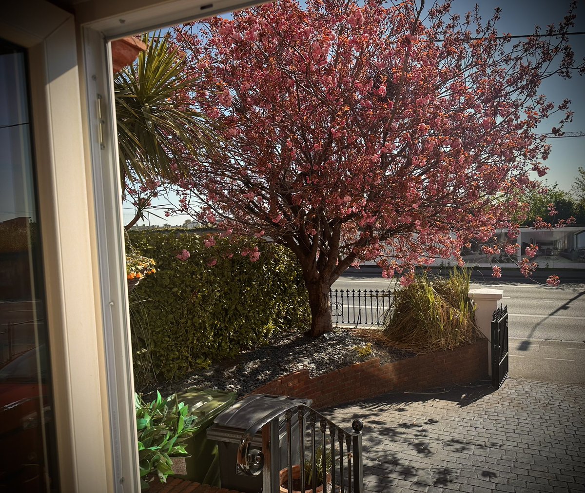 Cherry Blossom 
season in Dublin ☘️ 
adore my views #roomviews #CherryBlossoms