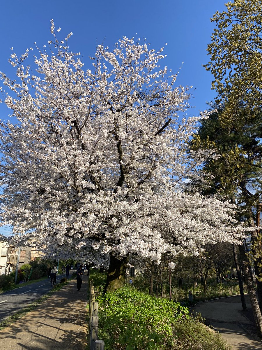 VisitJapan55's tweet photo. Cherry blossoms near Kodaira station on April 4, 2025.  Very peaceful😊 https://t.co/TrjzRLzruI