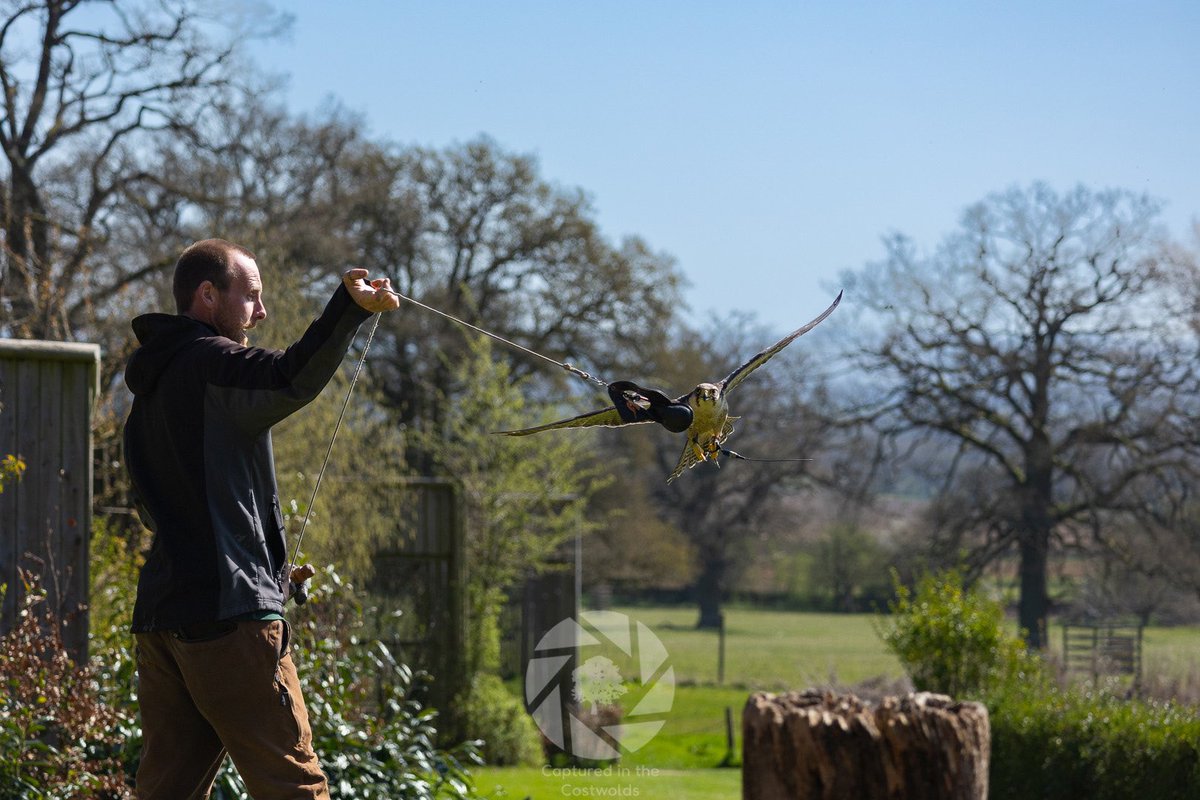 citcphoto's tweet photo. It's always a fun trip to Cotswold Falconry Centre! Some shots from the morning flying display at the weekend when Amy and Chris put on some great demonstrations with Ivy, Blue and Roz.

Shot on Canon R6 with Canon RF 100-400mm https://t.co/W5vA3T1kpc