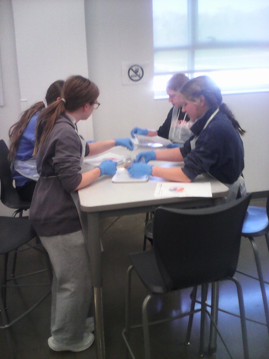 Brain Surgery!!! Medical Detective students identifying parts of the sheep brain! #IHPromise @indianhillschools