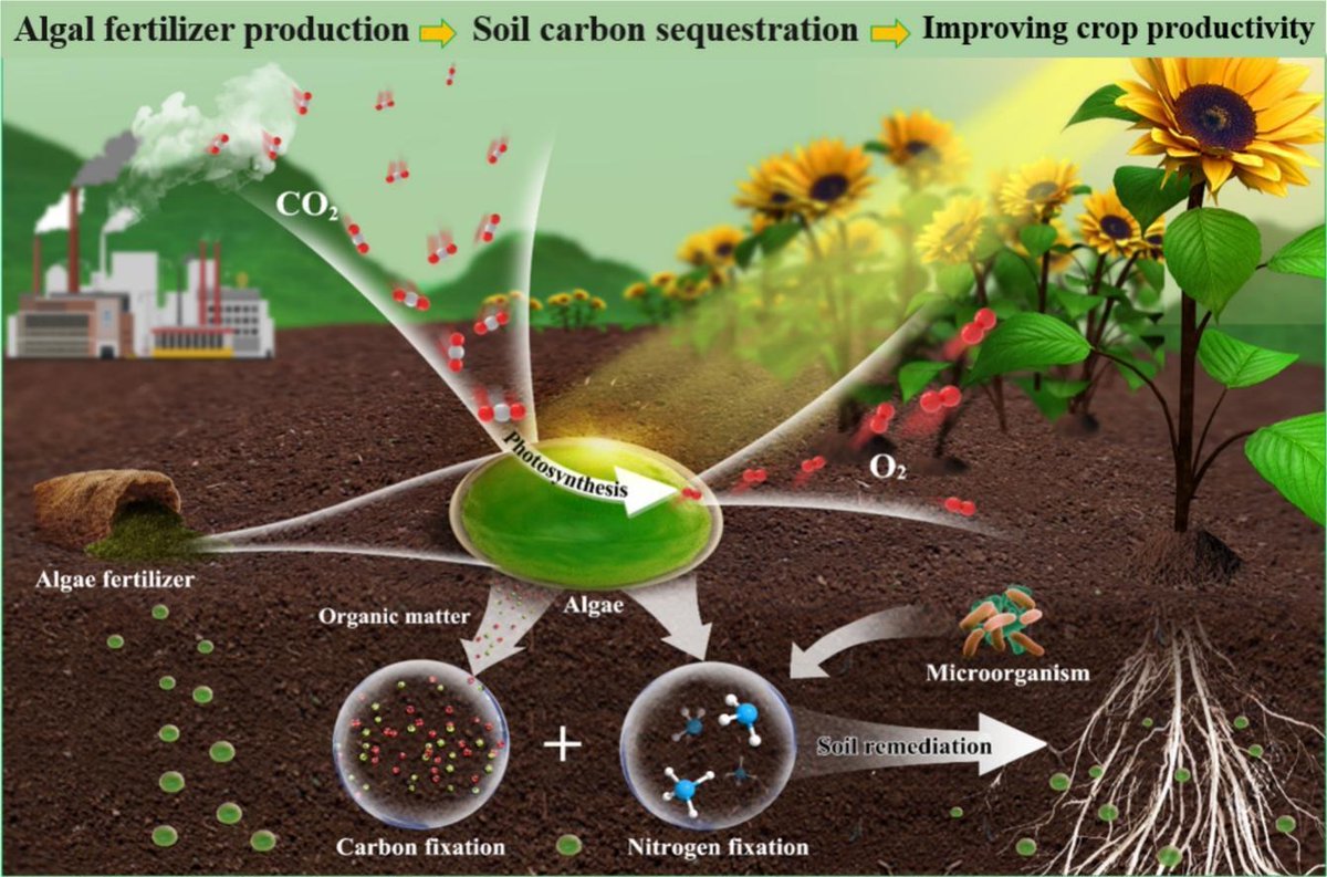 AgriExperts's tweet photo. Algal fertilizers enhance soil nitrogen fixation and carbon sequestration. Mechanism of #algal fertilizers reveals improvements in crop quality and yield.
#Bio-#fertilizer #Carbonfixation #Nitrogenfixation #SoilFertility #remediation  #carbonsequestration
https://t.co/L7px47YX9P https://t.co/13PFhcpbM4