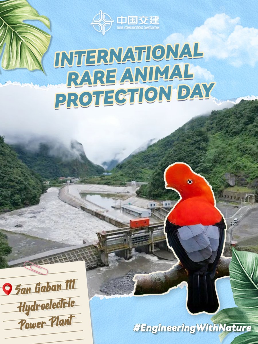 CCCCLTDofficial's tweet photo. 🐬How can infrastructure and ecology thrive together? From Peru to Malaysia, Ghana to #Guangdong, #CCCC protects rare wildlife—from sea turtles to hornbills and dolphins. On International Rare Animal Protection Day, we celebrate #EngineeringWithNature!🦜 https://t.co/Yr7zbJwVLh