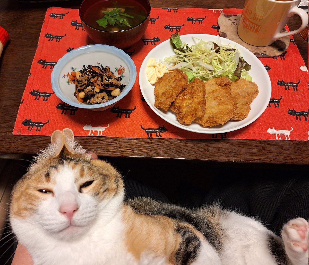 kawaii_nekoniko's tweet photo. ひれかつとひじきたべました https://t.co/dDfk3sgQOX