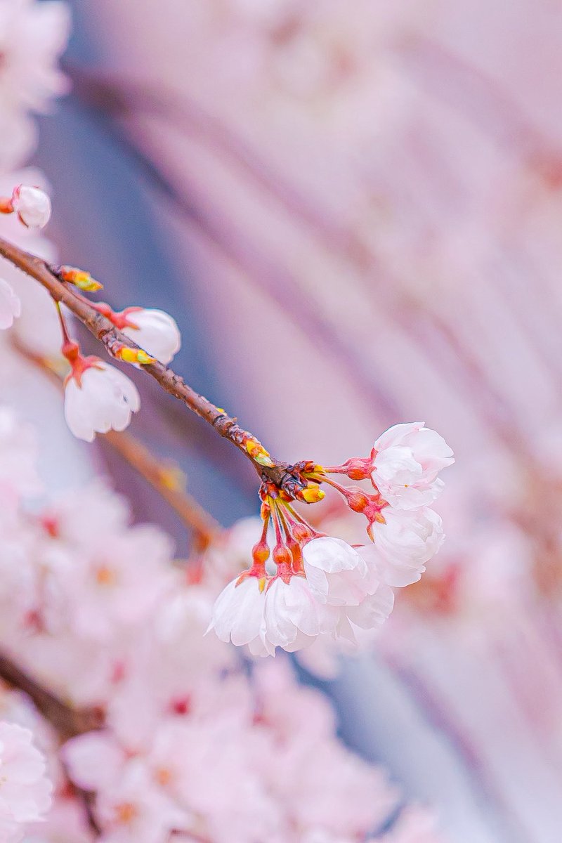 🌸