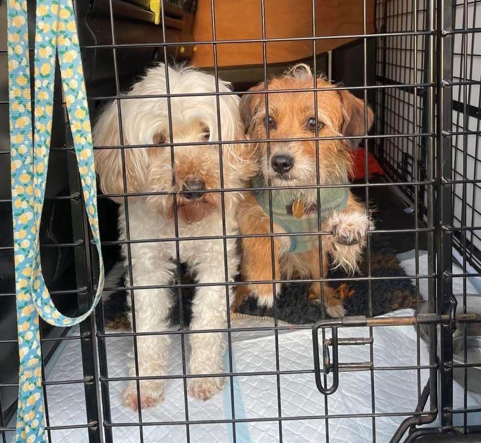 MissingPetsGB's tweet photo. 🐕 #URGENT PICKLE - MISSING IN TRANSIT
ASHBY MAGNA, #LUTTERWORTH #LE17
This little one escaped from transport on way to transit Kennels. Will be NERVOUS & SCARED - DOESN’T KNOW AREA
PLEASE DO NOT CALL, CHASE OR TRY TO CATCH https://t.co/0wWOJvX3Lo