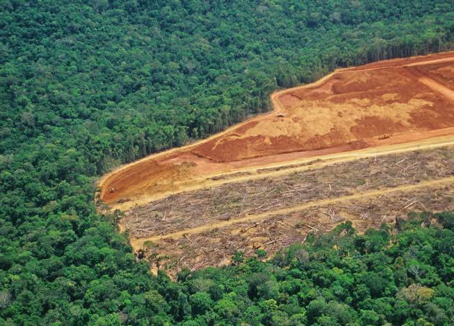 NewsLiberdade's tweet photo. 🚨URGENTE - Família de Alcolumbre desmatou e plantou soja em terra pública na Amazônia https://t.co/6FbHluwLx5