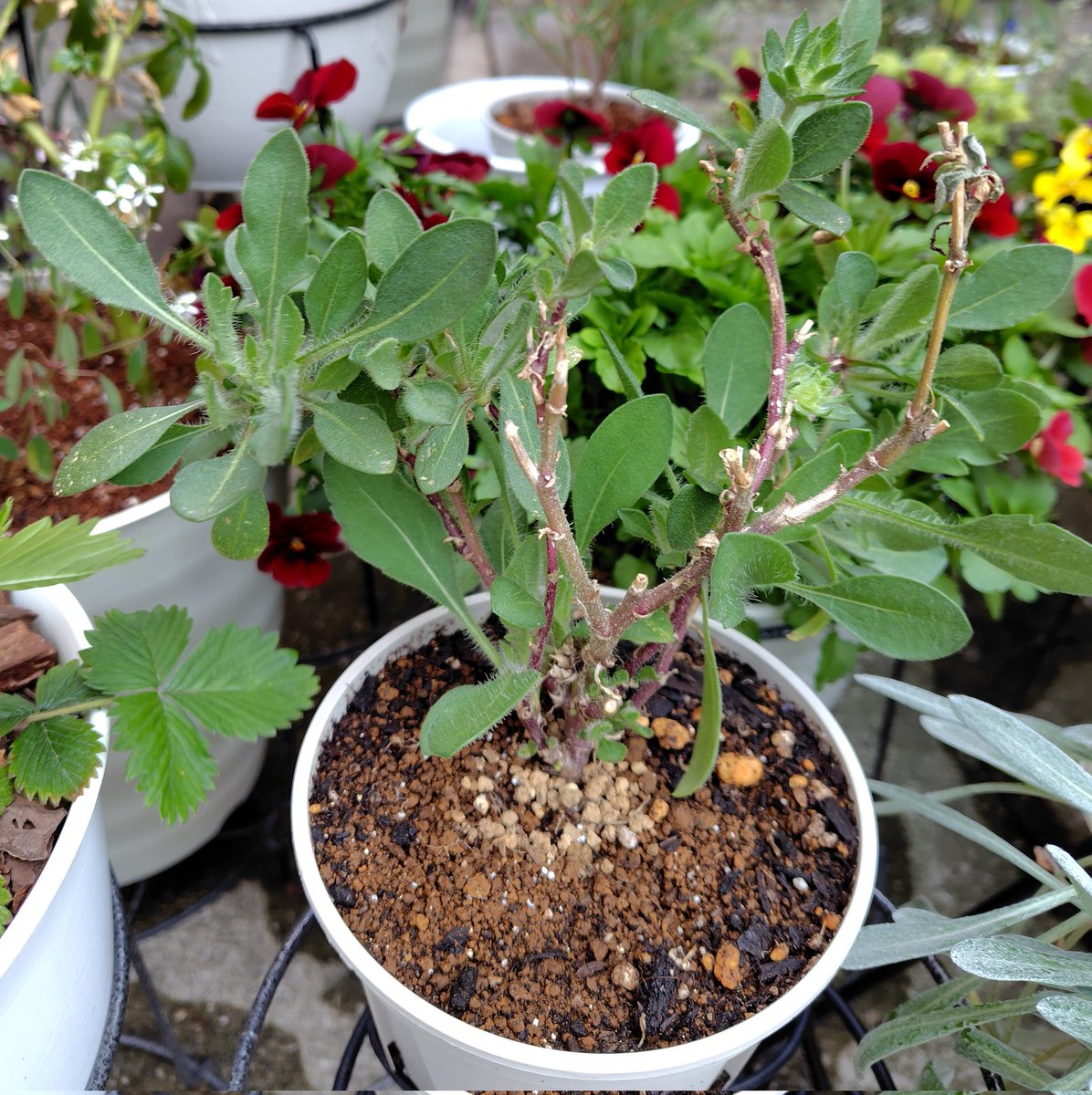 BalloonPlant's tweet photo. ガイラルディア　葉っぱが展開してきました。花芽になりそうなものが3つ程🌱もう少し伸びたら茶色い枝は整理しようかな。 https://t.co/XkNwhmdjsO