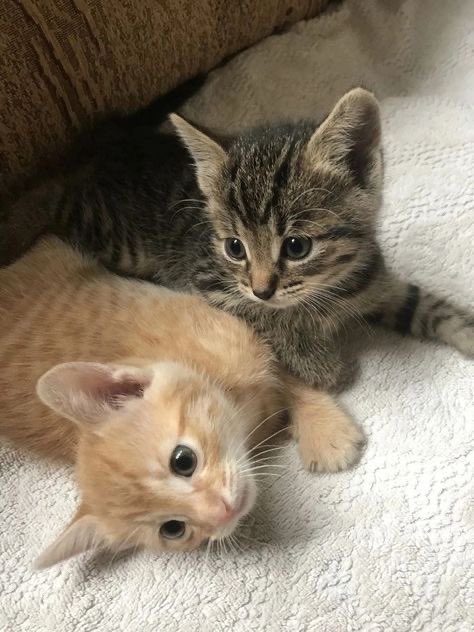 Kitty archives ♡ (@puppierz) on Twitter photo 