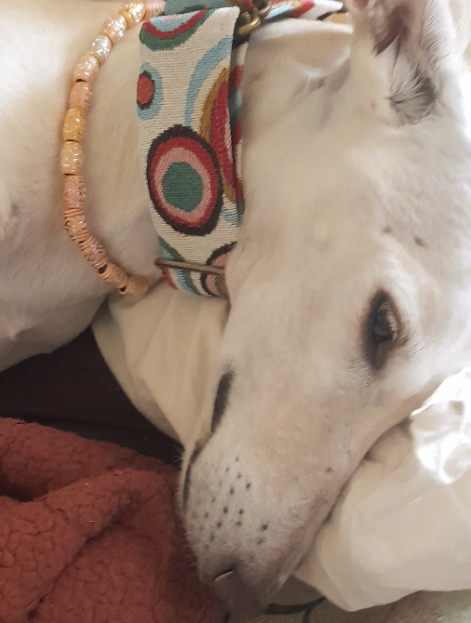 InfoHundsfutter's tweet photo. CARLOTTA de l'APAPAlcalá AMB EL SEU NOU COLLAR D'Hundsfutter.
Un dia fantàstic per a tots....adopt not shop :)
#Boutique #vegà per als #amants dels #gossos i #gats i de tots els #animals. Tenim #regals #únics snacks #sans, #naturals #sostenibles #riques per #ì #teckelmini teckel #schnauzer #Caniche pastor husky #boier #beagle galgo #bordercollie #grandans #americanstaffordshire #chowchow Truly #unique #dog #lovers #pres